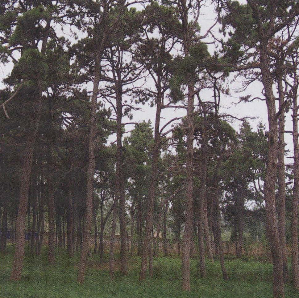 睢州油松林